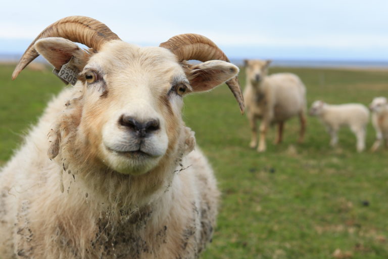 icelandic sheep