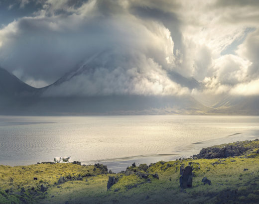 Sheep in Icelandic nature