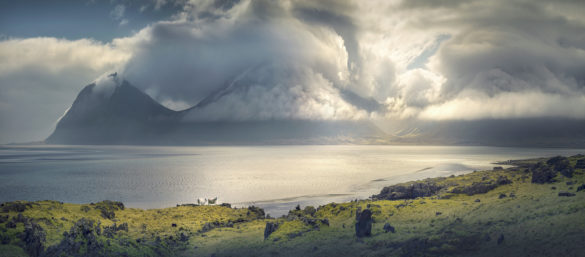 Sheep in Icelandic nature