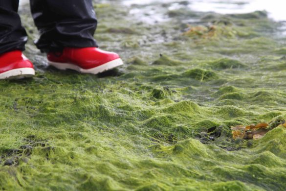 seaweed
