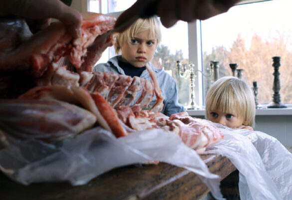 lamb, icelandic lamb