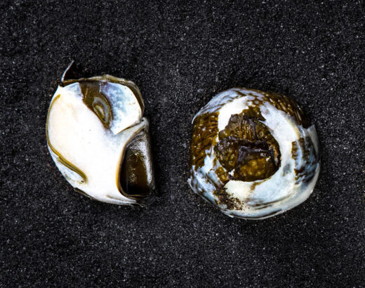 Food Sculpture - Fermented Sea